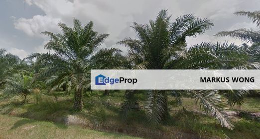 Palm Oil Agriculture Land, Sungai Pelek, Sepang, Selangor For Sale., Selangor, Sepang