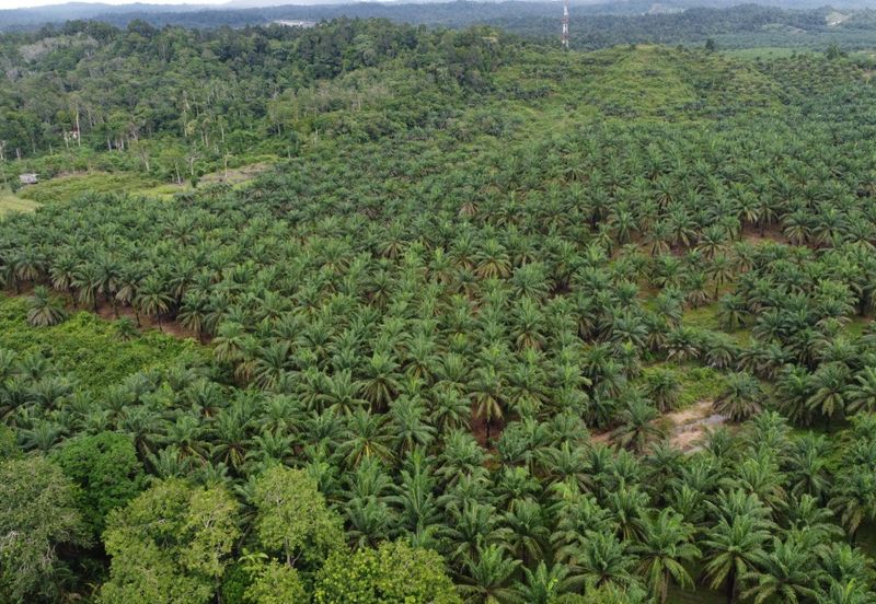 Dungun Terengganu agriculture land 