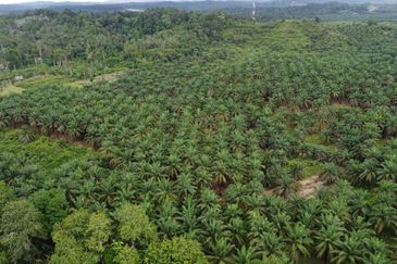 Dungun Terengganu agriculture land 