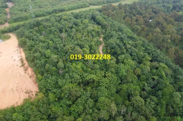 Kuala selangor api-api, bukit rotan 