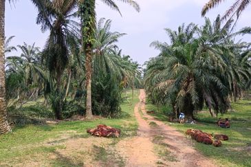 Strategic Development Land at Bandar Puncak Alam