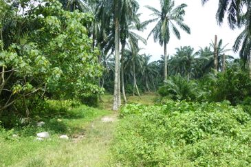 Strategic Agriculture Land at Bandar Puncak Alam