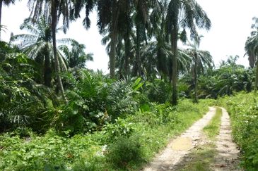 Strategic Agriculture Land at Bandar Puncak Alam