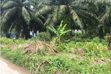 Industrial Zoning Agri Title Land at Telok Mengkuang Industrial Area