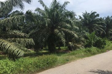 Industrial Zoning Agri Title Land at Telok Mengkuang Industrial Area