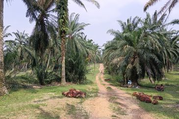 Strategic Land at Bandar Puncak Alam