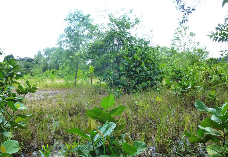 Jalan Merah Pulasan U9/4 