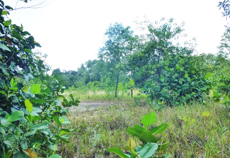 Jalan Merah Pulasan U9/4 