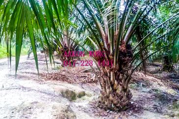 Sabai, Paya Chum, Bentong