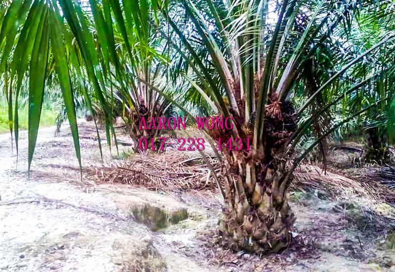 Sabai, Paya Chum, Bentong