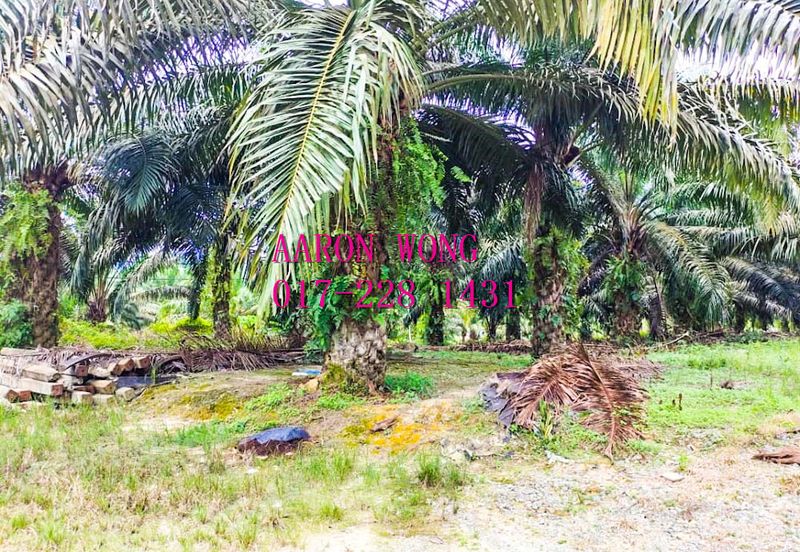 Sabai, Paya Chum, Bentong