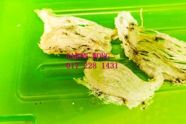 Sabai, Paya Chum, Bentong