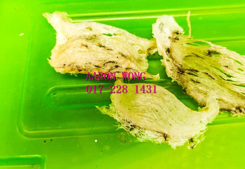 Sabai, Paya Chum, Bentong