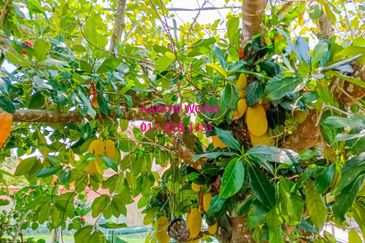 Taman Peranginan Mutiara