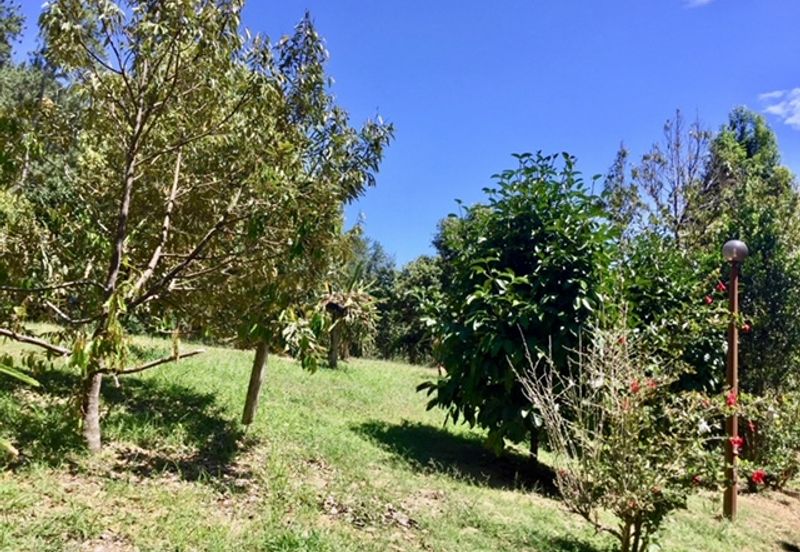 LAND FOR SALE AT JANDA BAIK, BENTONG, PAHANG