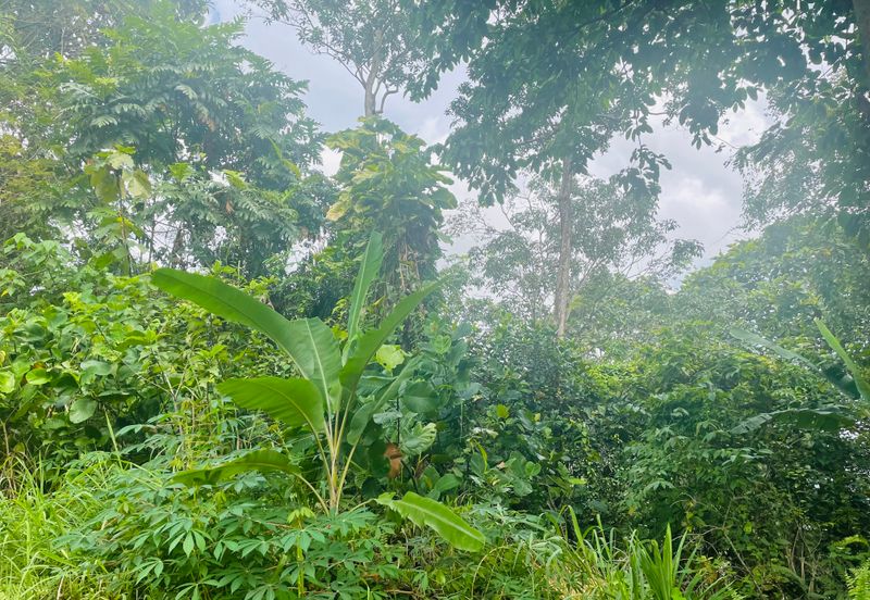 Bukit gasing, jalan gasing, petaling jaya 