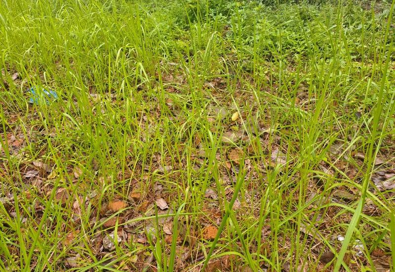 Lakeview Resort Saujana