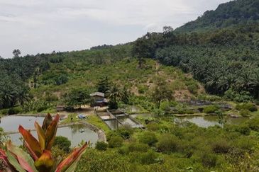 Nilai Forest Art Farmstay Nilai Negeri Sembilan