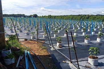 Agriculture Land Kampung Batang Rokan Gemencheh Negeri Sembilan