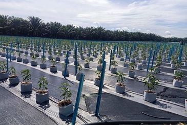 Agriculture Land Kampung Batang Rokan Gemencheh Negeri Sembilan