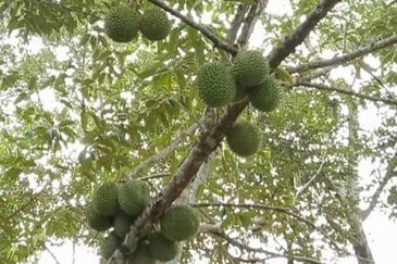 Beautiful Orchard Land for Sale in Ulu Melaka, Langkawi