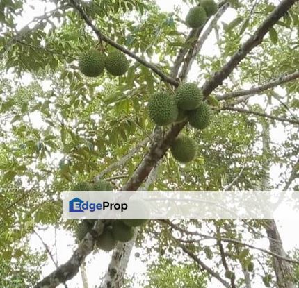 Beautiful Orchard Land for Sale in Ulu Melaka, Langkawi, Kedah, Langkawi