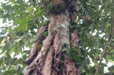 Beautiful Orchard Land for Sale in Ulu Melaka, Langkawi