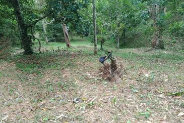 Beautiful Orchard Land for Sale in Ulu Melaka, Langkawi