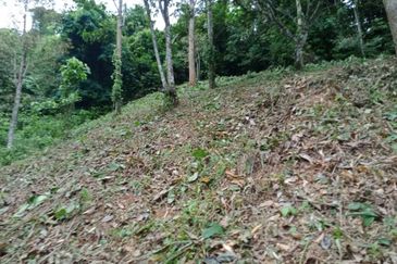 Beautiful Orchard Land for Sale in Ulu Melaka, Langkawi
