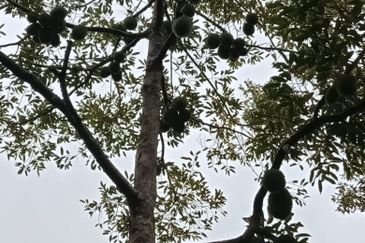 Beautiful Orchard Land for Sale in Ulu Melaka, Langkawi