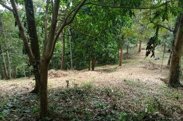 Beautiful Orchard Land for Sale in Ulu Melaka, Langkawi