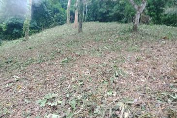 Beautiful Orchard Land for Sale in Ulu Melaka, Langkawi