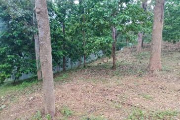 Beautiful Orchard Land for Sale in Ulu Melaka, Langkawi