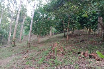 Beautiful Orchard Land for Sale in Ulu Melaka, Langkawi