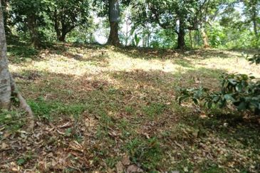 Beautiful Orchard Land for Sale in Ulu Melaka, Langkawi