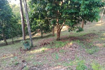 Beautiful Orchard Land for Sale in Ulu Melaka, Langkawi