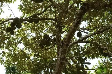 Beautiful Orchard Land for Sale in Ulu Melaka, Langkawi