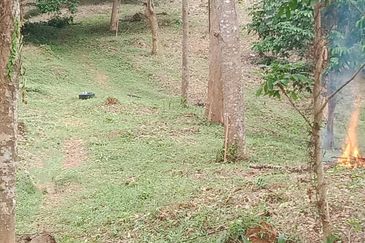 Beautiful Orchard Land for Sale in Ulu Melaka, Langkawi