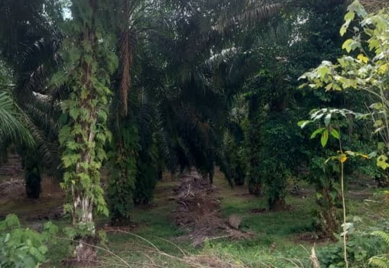 Taman Simpang Renggam