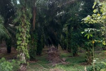 Taman Simpang Renggam