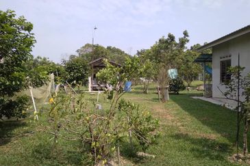 Agriculture Land, Kg Sg Pelepah, Kota Tinggi, Johor