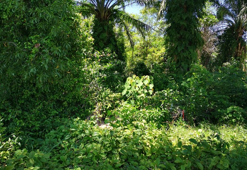 11 acres Industrial Land For Sale, Batang Kali, Batang Kali, Selangor