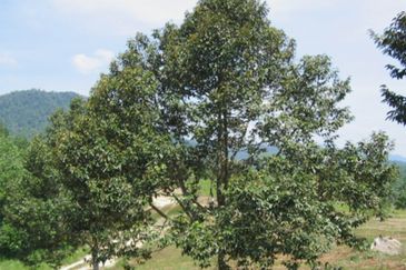 25 acres, Durian Orchard, Agricultural Land for sale, Raub, Raub, Pahang