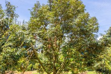 25 acres, Durian Orchard, Agricultural Land for sale, Raub, Raub, Pahang