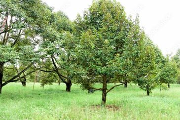 25 acres, Durian Orchard, Agricultural Land for sale, Raub, Raub, Pahang