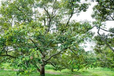 25 acres, Durian Orchard, Agricultural Land for sale, Raub, Raub, Pahang