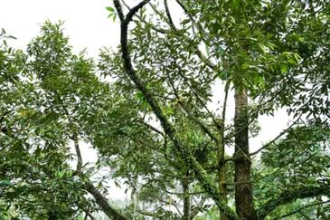 25 acres, Durian Orchard, Agricultural Land for sale, Raub, Raub, Pahang