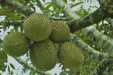25 acres, Durian Orchard, Agricultural Land for sale, Raub, Raub, Pahang
