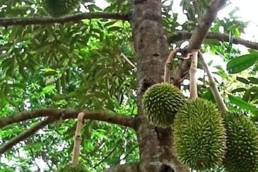 25 acres, Durian Orchard, Agricultural Land for sale, Raub, Raub, Pahang