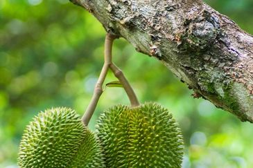 25 acres, Durian Orchard, Agricultural Land for sale, Raub, Raub, Pahang